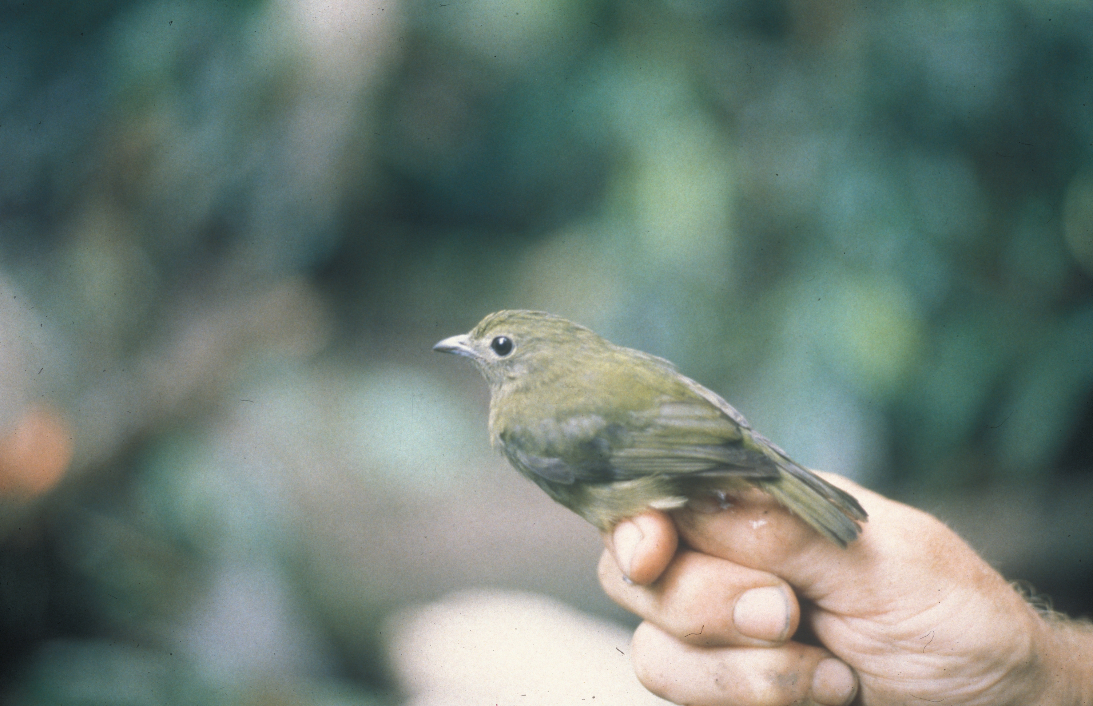 Xenopipo holochlora