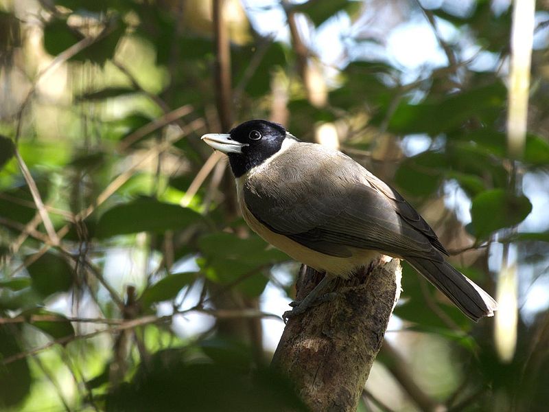 Xenopirostris polleni