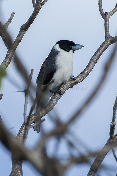 Xenopirostris xenopirostris