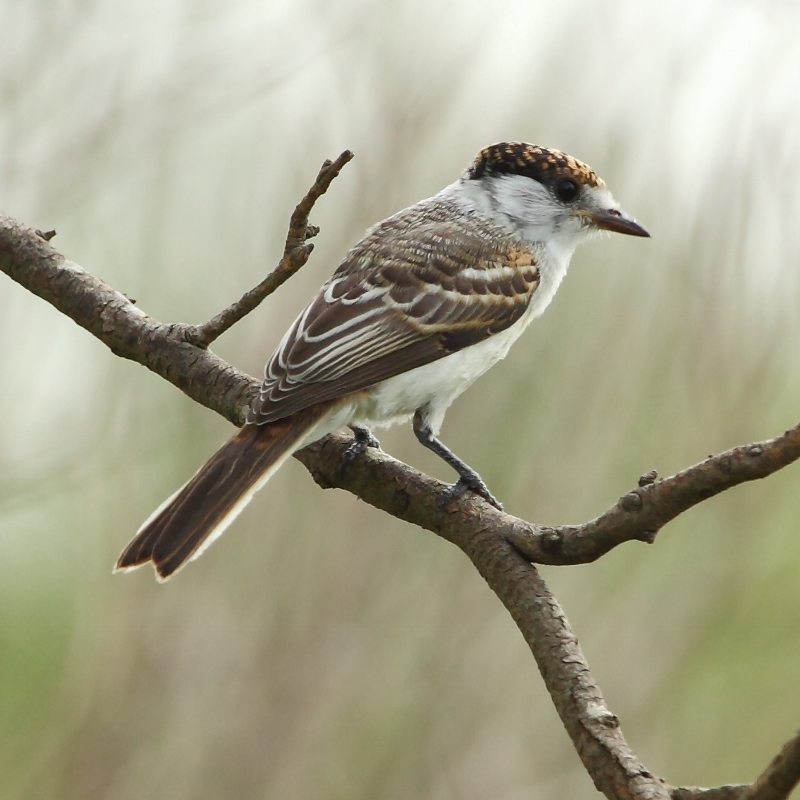 Xenopsaris albinucha