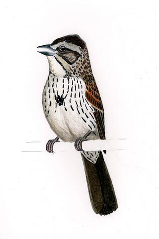 Xenospiza baileyi