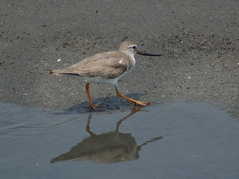 Xenus cinereus