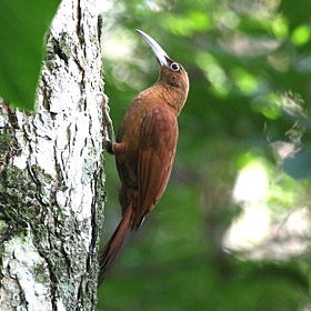Xiphocolaptes major