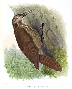 Xiphocolaptes promeropirhynchus