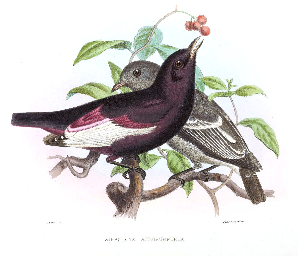 Xipholena atropurpurea