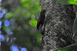 Xiphorhynchus elegans