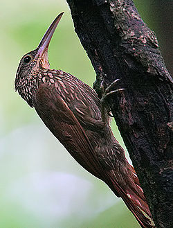 Xiphorhynchus flavigaster