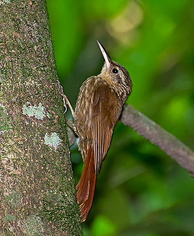 Xiphorhynchus fuscus