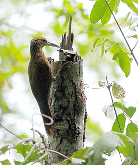 Xiphorhynchus guttatus