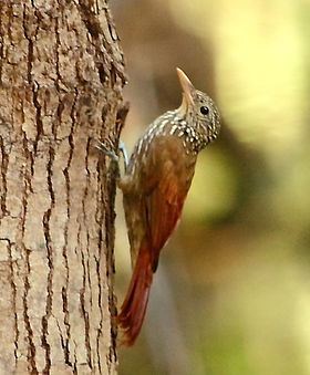 Xiphorhynchus obsoletus