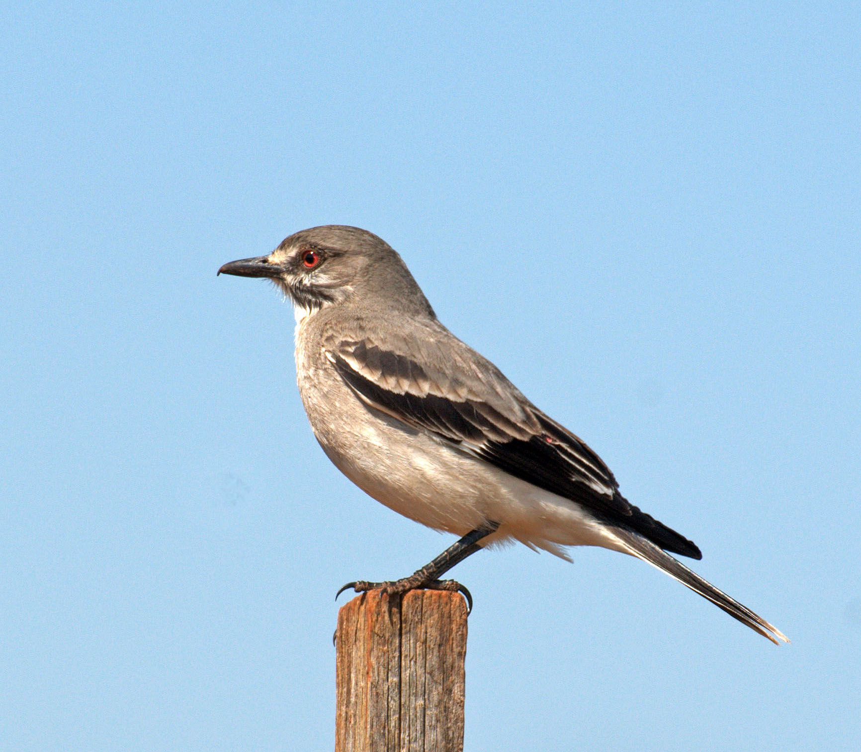 Xolmis cinereus