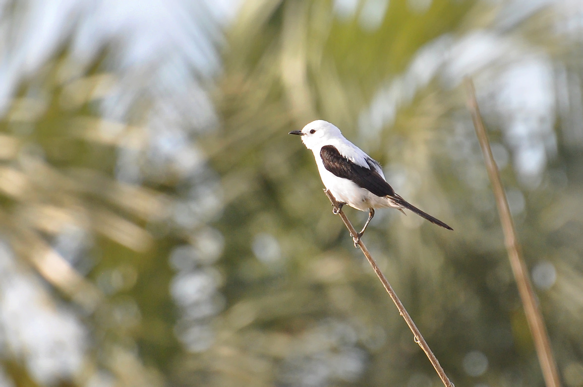 Xolmis dominicanus