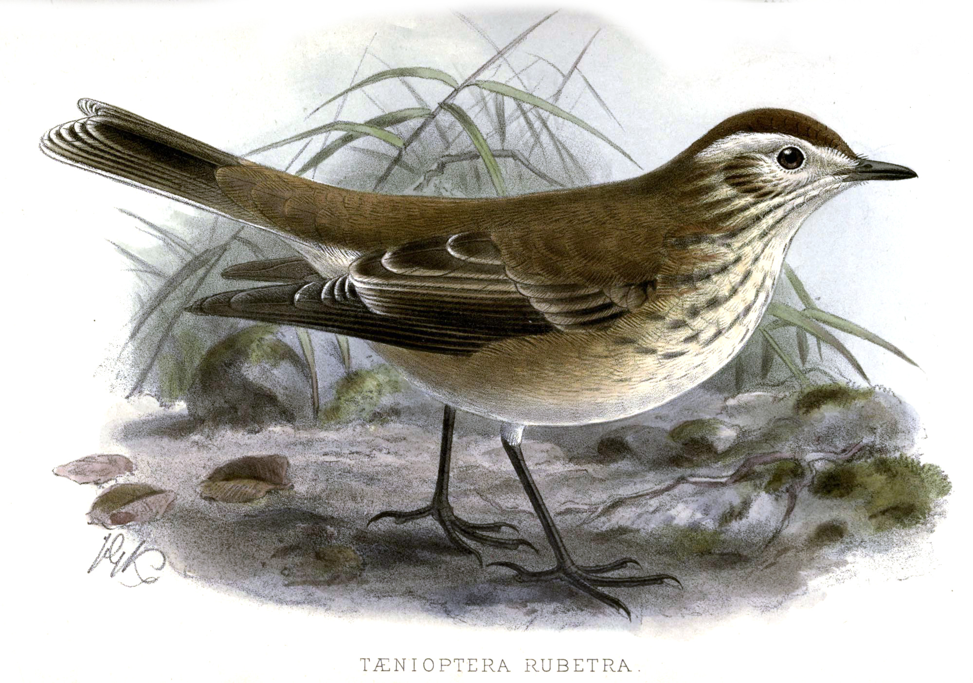 Xolmis rubetra