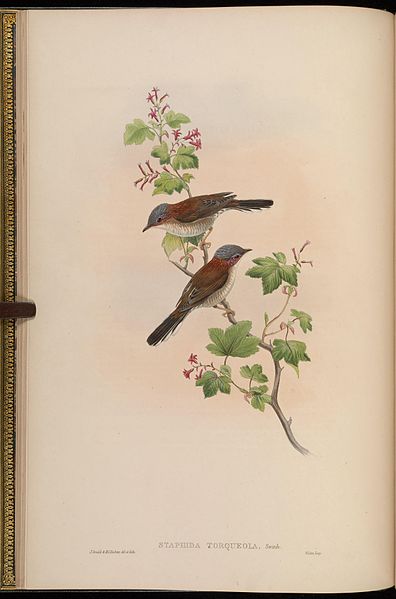 Yuhina torqueola