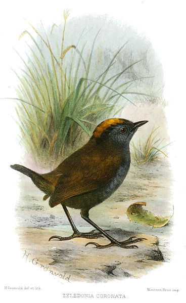 Zeledonia coronata