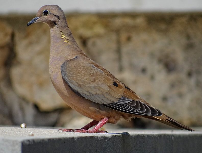 Zenaida auriculata