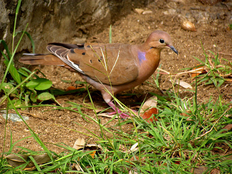 Zenaida aurita