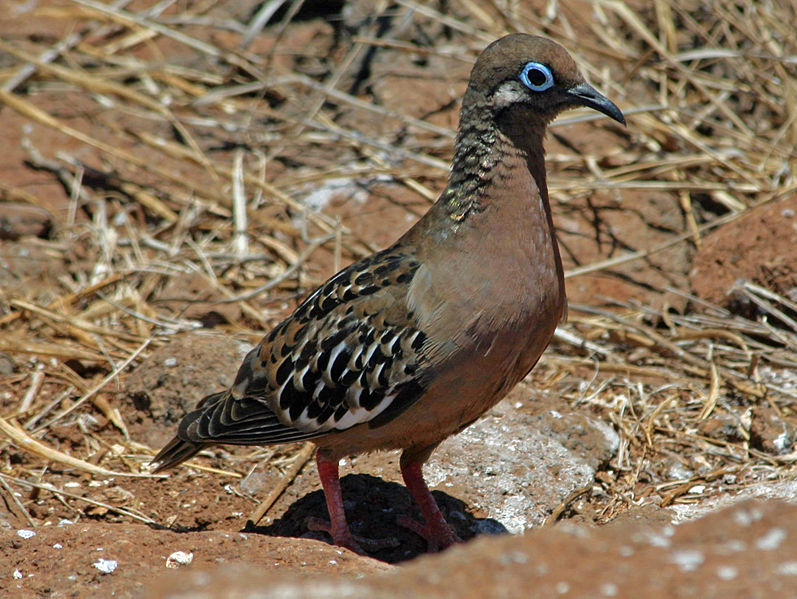 Zenaida galapagoensis
