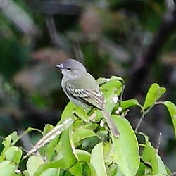 Zimmerius chrysops