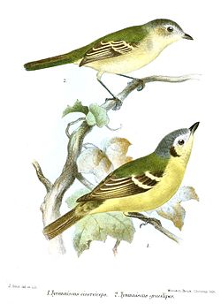 Zimmerius gracilipes
