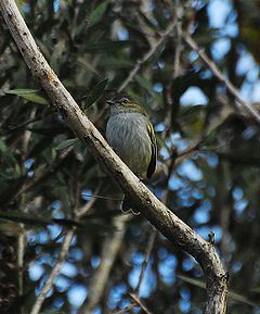 Zimmerius vilissimus