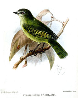 Zimmerius viridiflavus