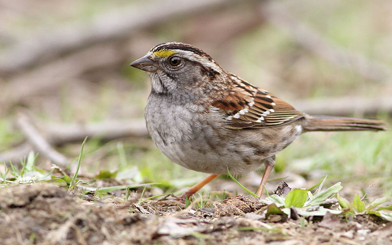 Zonotrichia albicollis