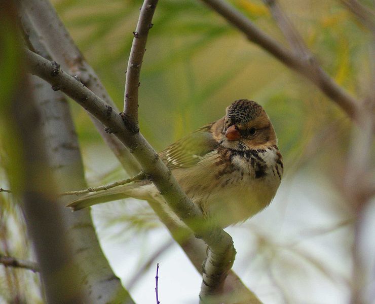 Zonotrichia querula