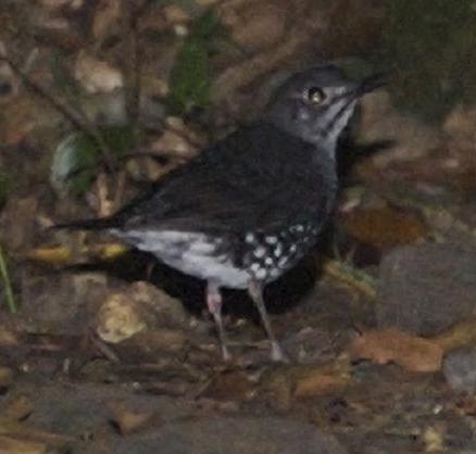 Zoothera andromedae