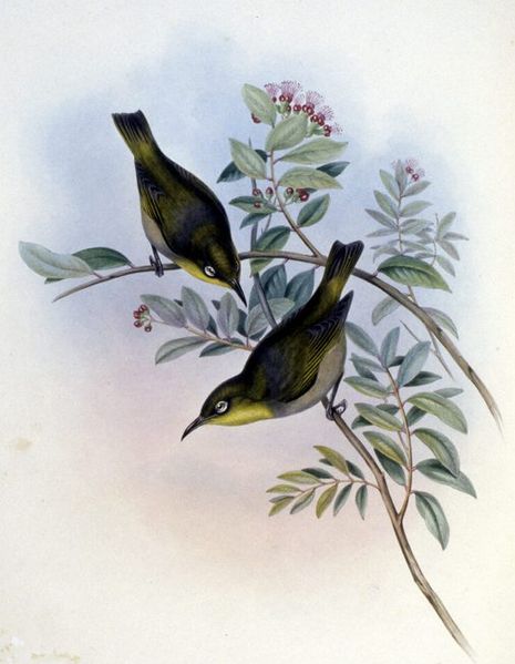 Zosterops albogularis