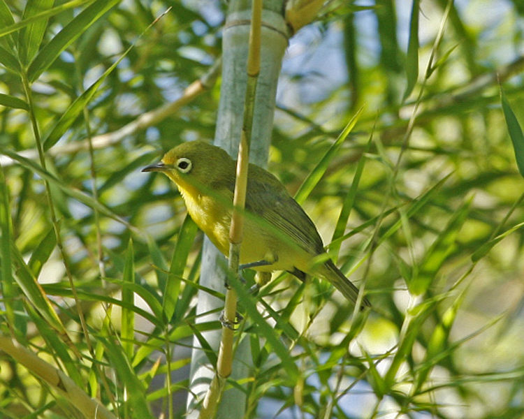 Zosterops chloris
