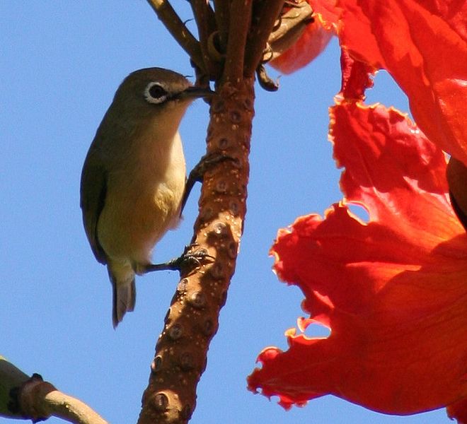Zosterops conspicillatus