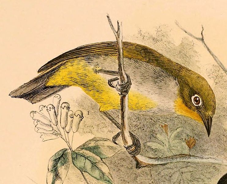 Zosterops everetti