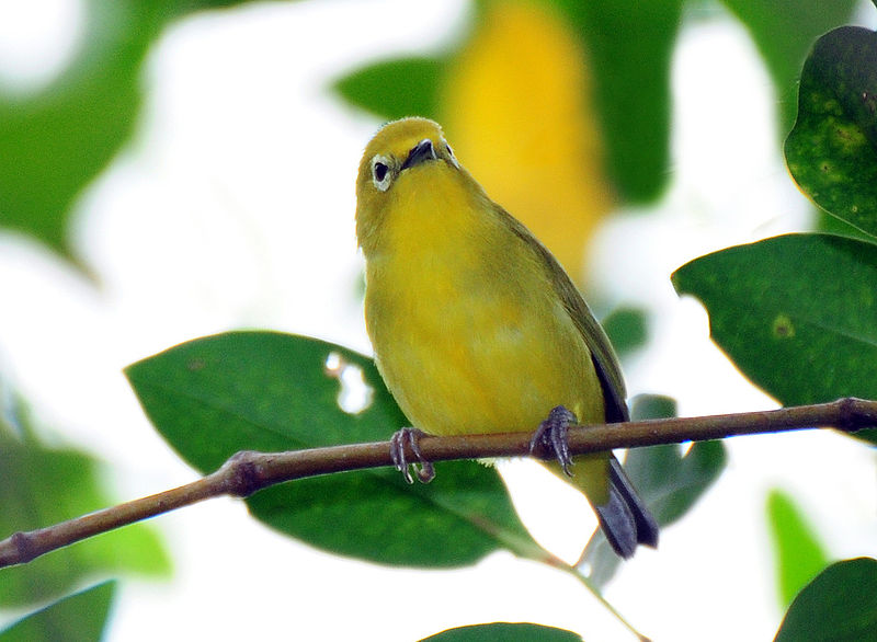 Zosterops flavus