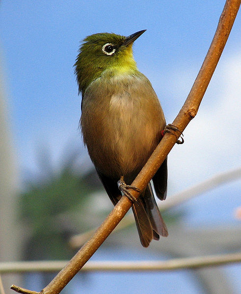 Zosterops japonicus