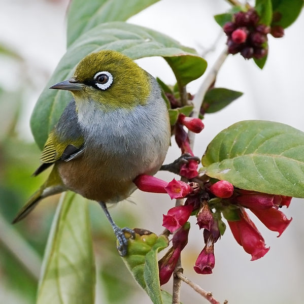 Zosterops lateralis