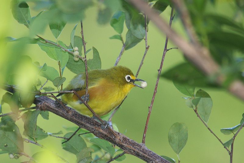 Zosterops mayottensis