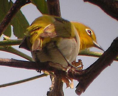 Zosterops meyeni