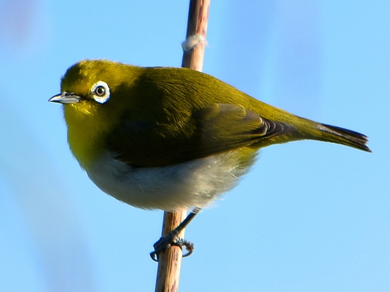 Zosterops montanus