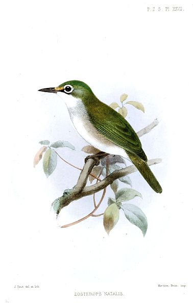 Zosterops natalis