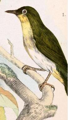 Zosterops nehrkorni