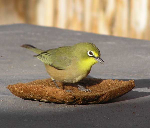 Zosterops pallidus
