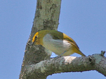 Zosterops wallacei