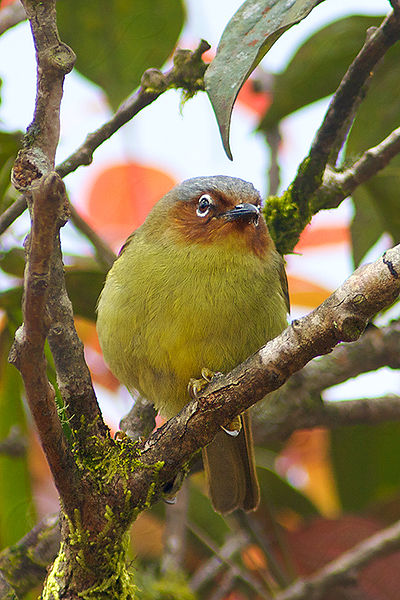 Zosterornis whiteheadi